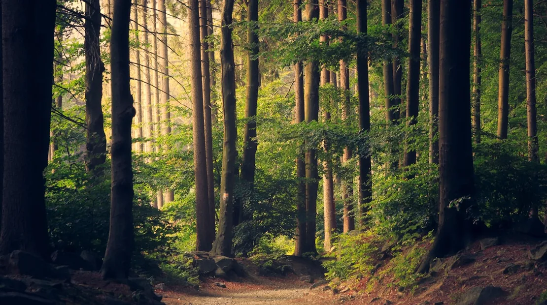 Sunlight reaching through a green forest
