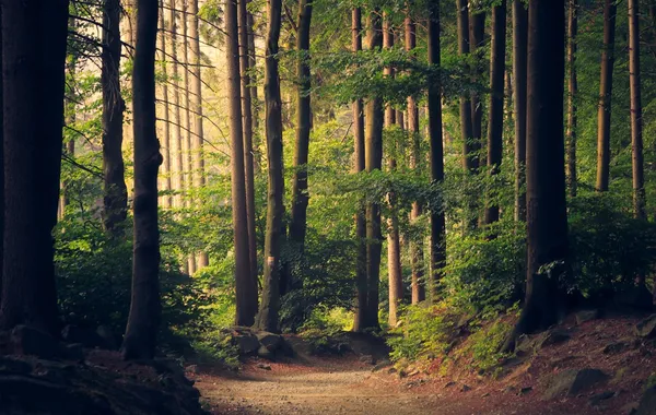 Light filtering through a quiet forest